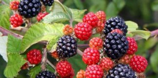 Gjethet e manaferrave/ Si t’i përdorni për zemër dhe kocka të forta