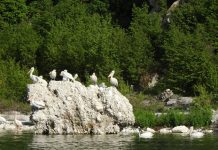 Monitorimi/ Shtohet numri i pelikanëve në Liqenin e Prespës