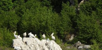 Monitorimi/ Shtohet numri i pelikanëve në Liqenin e Prespës