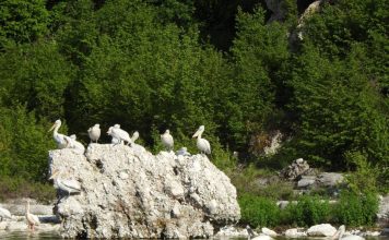 Monitorimi/ Shtohet numri i pelikanëve në Liqenin e Prespës