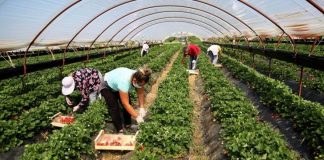 Shifrat/ Mbi 12 mijë tonë fruta dhe perime me vlerë 6.4 miliardë lekë u eksportuan në 6 muaj