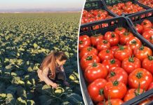 Mbështetje për bujqësinë/ IPARD II, thirrja e tretë hapet në tetor, ja kush mund të aplikojë