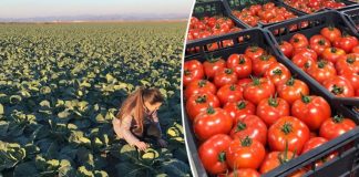 Lushja dhe Fieri “kampionët” e bujqësisë, ja sa tonë prodhime eksportuan drejt BE