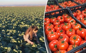 Mbështetje për bujqësinë/ IPARD II, thirrja e tretë hapet në tetor, ja kush mund të aplikojë