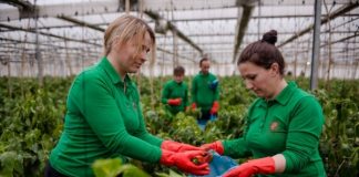 Produktet bujqësore ‘Made in Albania’, 814 trajlera gjatë muajit korrik eksportohen drejt BE