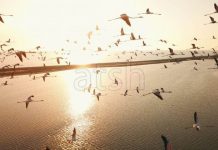 FOTOT/ “Kallënga e Poros”, “parajsa” e flamingove në Vlorë