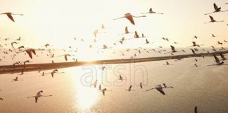 FOTOT/ “Kallënga e Poros”, “parajsa” e flamingove në Vlorë