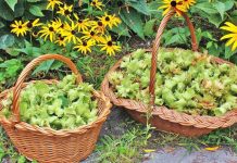 Përfitimet shëndetësore/ Lajthitë e njoma dhe të freskëta, pse duhen patjetër për organizmin