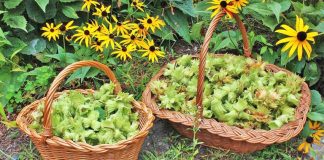 Përfitimet shëndetësore/ Lajthitë e njoma dhe të freskëta, pse duhen patjetër për organizmin