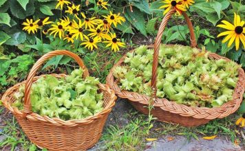 Përfitimet shëndetësore/ Lajthitë e njoma dhe të freskëta, pse duhen patjetër për organizmin