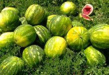 Shifrat fantastike, eksportet e shalqirit “made in Albania’ shënojnë rekord botëror