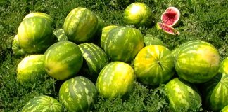 Shifrat fantastike, eksportet e shalqirit “made in Albania’ shënojnë rekord botëror