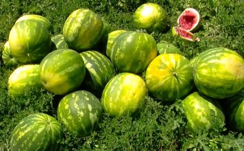 Shifrat fantastike, eksportet e shalqirit “made in Albania’ shënojnë rekord botëror