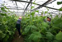 “Made in Albania”/ Njihuni me dy produktet shqiptare më të eksportuara në botë