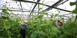 “Made in Albania”/ Njihuni me dy produktet shqiptare më të eksportuara në botë