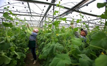 “Made in Albania”/ Njihuni me dy produktet shqiptare më të eksportuara në botë