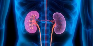 Gjithçka që duhet të dini/ Zbuloni si të mbroni veshkat në mënyra natyrale