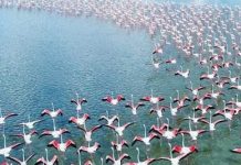 Pamje spektakolare/ 4 mijë flamingo në Darzezë, vijnë nga Franca, Spanja dhe Italia
