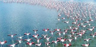 Pamje spektakolare/ 4 mijë flamingo në Darzezë, vijnë nga Franca, Spanja dhe Italia