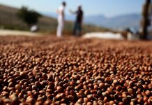 FOTO/ Njihuni me Vangjelin, fermerin duarartë që prodhon 4 tonë lajthi në vit