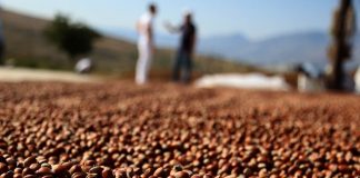 FOTO/ Njihuni me Vangjelin, fermerin duarartë që prodhon 4 tonë lajthi në vit