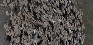 FOTO/ Ferma me 1 mijë krerë dele e dhi në Çajup të Zagorisë dhe rasti frymëzues i Pëllumbit