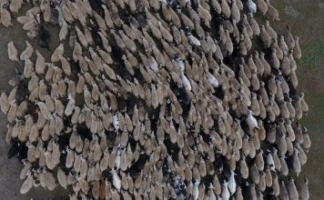 FOTO/ Ferma me 1 mijë krerë dele e dhi në Çajup të Zagorisë dhe rasti frymëzues i Pëllumbit