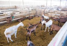 Frymëzim/ Albi dhe Dervis, dy të rinjtë e shkolluar jashtë që punojnë në fermën me 500 dhi