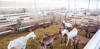 Frymëzim/ Albi dhe Dervis, dy të rinjtë e shkolluar jashtë që punojnë në fermën me 500 dhi