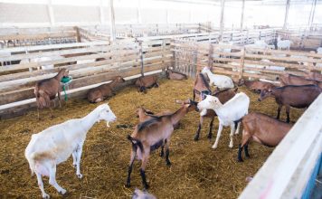 Frymëzim/ Albi dhe Dervis, dy të rinjtë e shkolluar jashtë që punojnë në fermën me 500 dhi