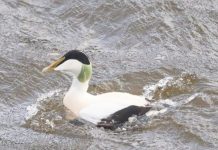 FOTO/ Rosa e detit e veriut, shpendi dimërues i rrallë në Shqipëri