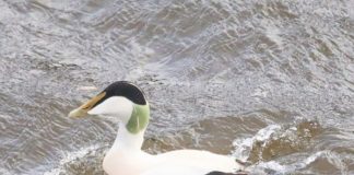 FOTO/ Rosa e detit e veriut, shpendi dimërues i rrallë në Shqipëri