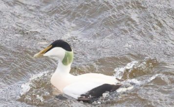FOTO/ Rosa e detit e veriut, shpendi dimërues i rrallë në Shqipëri
