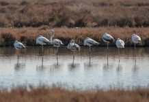 Parku Kombëtar Divjakë-Karavasta, ja aplikacioni online që ndihmon turistët