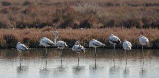 Parku Kombëtar Divjakë-Karavasta, ja aplikacioni online që ndihmon turistët