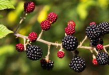 Manaferra dhe boronica/ Cilat janë vlerat e rralla të dy frutave medicinale