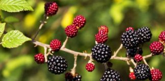 Manaferra dhe boronica/ Cilat janë vlerat e rralla të dy frutave medicinale