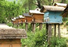 Bletaria, 183 milionë lekë në dispozicion të fermerëve