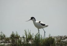 FOTO/ Vjosë-Narta, aty ku shpendët e rrallë gjejnë ‘parajsën’