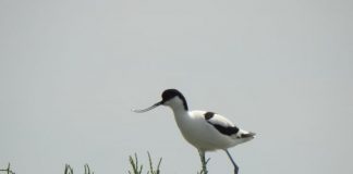 FOTO/ Vjosë-Narta, aty ku shpendët e rrallë gjejnë ‘parajsën’