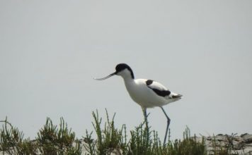 FOTO/ Vjosë-Narta, aty ku shpendët e rrallë gjejnë ‘parajsën’