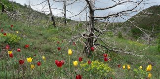 “Tulipa Albanica”/ Tulipani i kuq më i rrallë në botë gjendet në Shqipëri