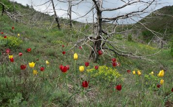 “Tulipa Albanica”/ Tulipani i kuq më i rrallë në botë gjendet në Shqipëri