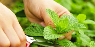 Bima mjekësore që ju duhet për shëndetin e stomakut dhe trurit