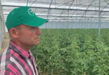 Shembulli frymëzues i Ilias nga Kuçova, me serën moderne për prodhimin e domates