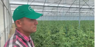 Shembulli frymëzues i Ilias nga Kuçova, me serën moderne për prodhimin e domates