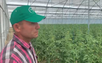 Shembulli frymëzues i Ilias nga Kuçova, me serën moderne për prodhimin e domates