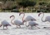 Vizitorët e rrallë/ Flamingot shfaqen në Pogradec, ndodh për herë të parë (Foto)