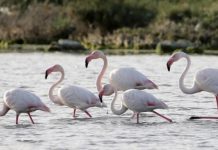 Vizitorët e rrallë/ Flamingot shfaqen në Pogradec, ndodh për herë të parë (Foto)