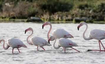 Vizitorët e rrallë/ Flamingot shfaqen në Pogradec, ndodh për herë të parë (Foto)